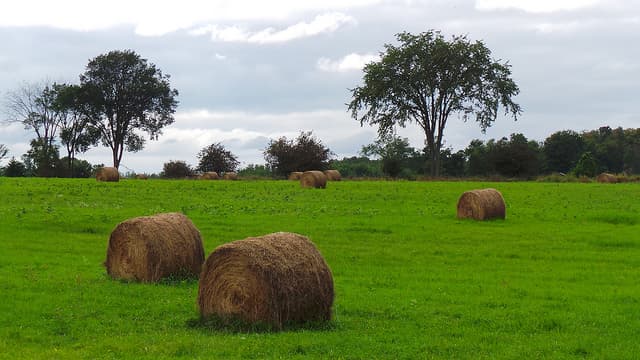 Hay Field at Pinhey’s Point