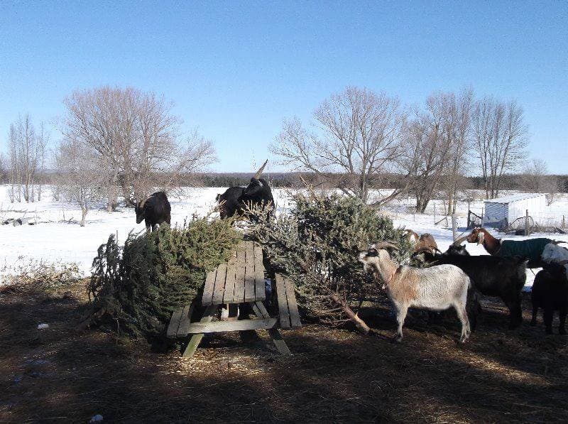 Goats eating Christmas trees at Constant Creek