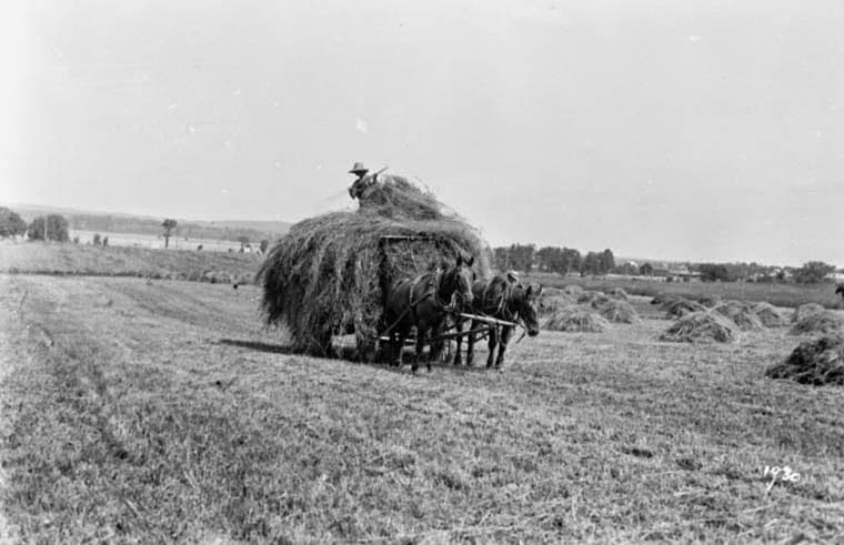 “Drawing Hay at McKellar Farm” photo from the Topley Collection at the National Archives (PA-009866). This photo would date from the 1890s, and shows the Ottawa River in the background top left, the Thomson farm and Maplelawn top right, and the cluster of trees lining Richmond Road.