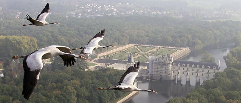 Cranes frying over Chenonceaux, from the Earthflight movie. ©Copyright BBC Worldwide.