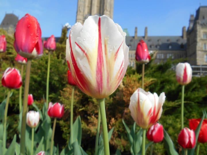 The Canada 150 tulip has a striking resemblance to the Canadian flag (NCC photo)