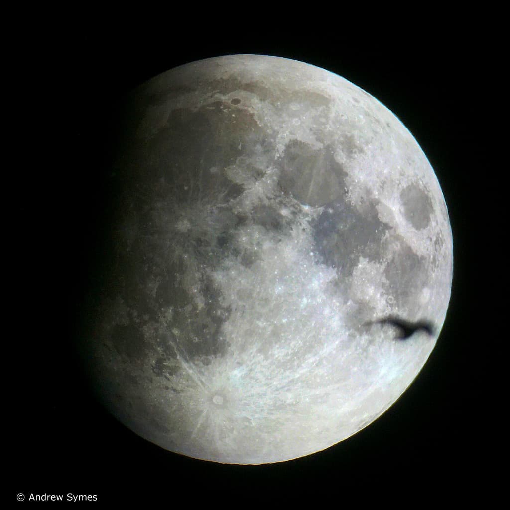 Lunar Eclipse & Bird, September 27, 2015