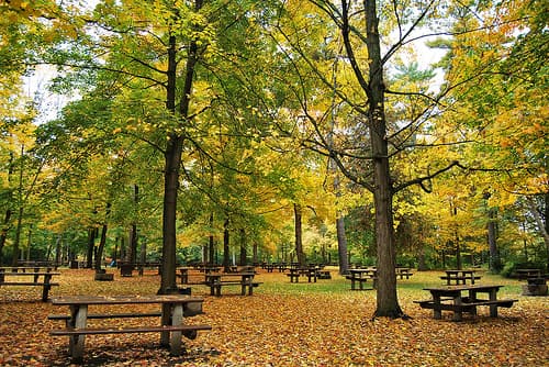Fall in Vincent Massey Park