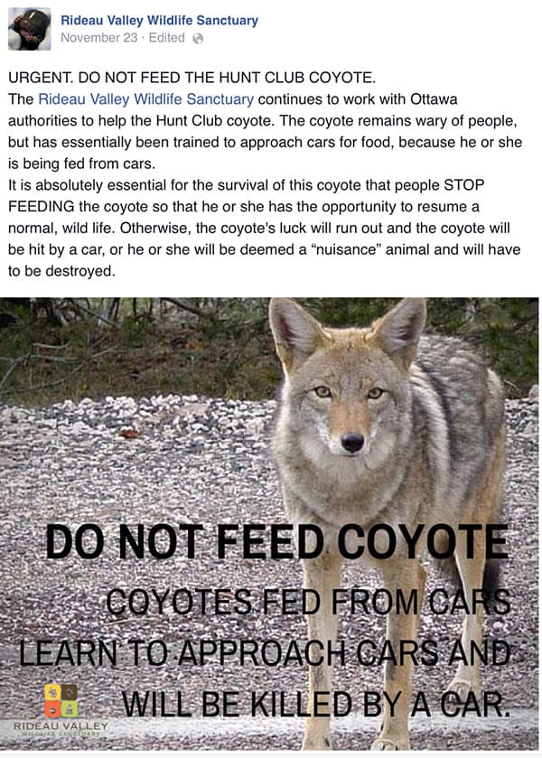 Rideau Valley Wildlife - Don’t Feed the Coyote