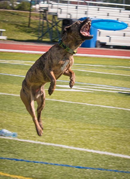 PC Superdogs: Saturday, June 11 and Sunday, June 12 | 11:30/1:30/3:30