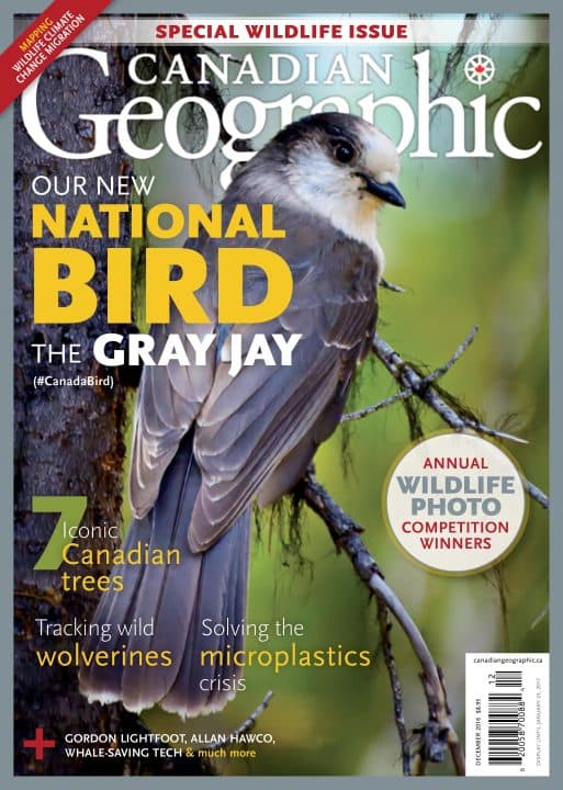 gray-jay